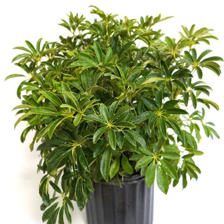 Dwarf Green Umbrella Plant - Houseplant - Nature Hills Nursery - 3 Container - 