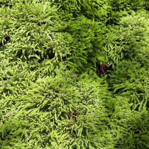 Detail view of Dwarf Japanese Cedar (Cryptomeria japonica 'Globosa Nana') showing plant structure and foliage.