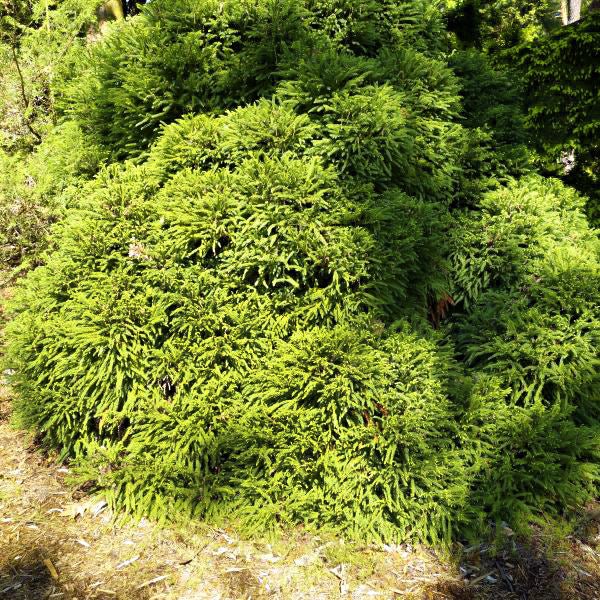 Dwarf Japanese Cedar | Buy at NatureHills.com