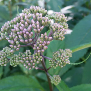 Close-up of pink eupatorium flowers on Little Joe Pye Weed blooming in early summer to late summer.