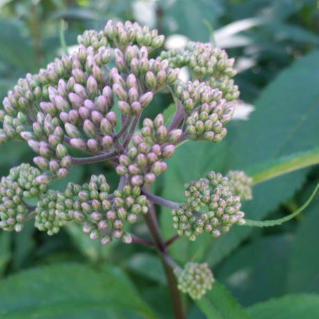Close-up of pink eupatorium flowers on Little Joe Pye Weed blooming in early summer to late summer.
