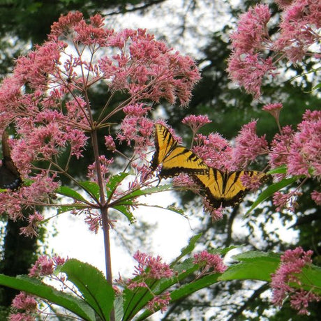 Perennial foliage of Little Joe Pye Weed (Eupatorium purpureum 'Little Joe') in a garden setting.