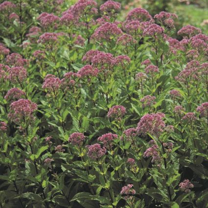 Little Joe Pye Weed (Eupatorium purpureum 'Little Joe'), a perennial featuring pink flowers and perennial.