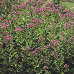 Little Joe Pye Weed (Eupatorium purpureum 'Little Joe'), a perennial featuring pink flowers and perennial.