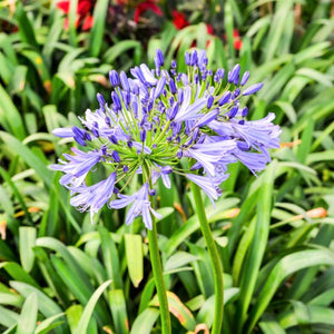 Dwarf Lily of the Nile - Nature Hills Nursery - #1 Container - 