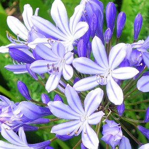Dwarf Lily of the Nile - Nature Hills Nursery - #1 Container - 