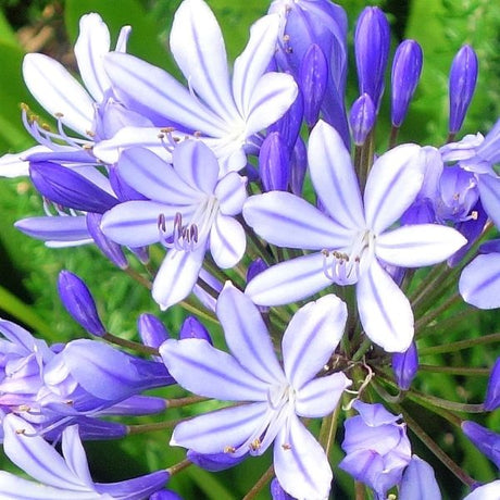 Dwarf Lily of the Nile - Nature Hills Nursery - #1 Container - 