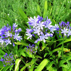 Dwarf Lily of the Nile - Nature Hills Nursery - #1 Container - 