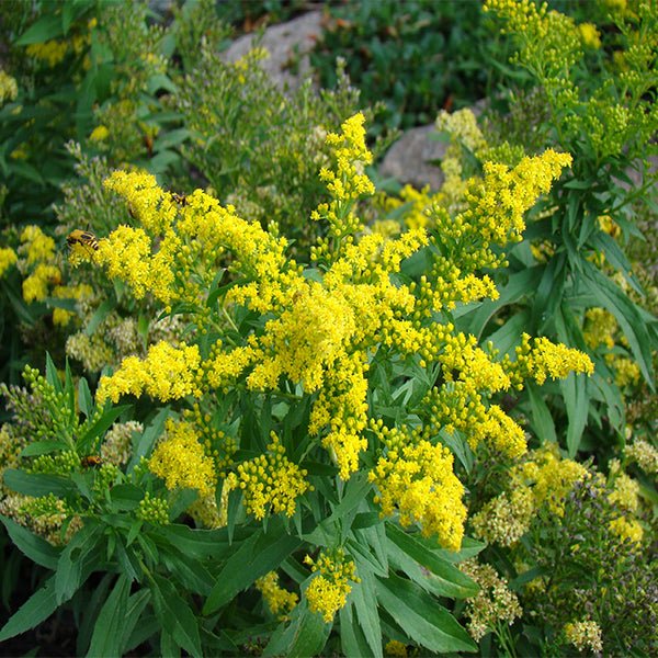 Dwarf Little Lemon Goldenrod - Nature Hills Nursery - 5 Inch Container - 