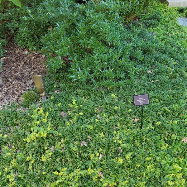 Evergreen fall foliage on Dwarf Mondo Grass (Ophiopogon japonicus 'Nana').