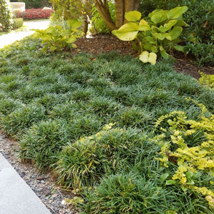 Dwarf Mondo Grass (Ophiopogon japonicus 'Nana') growing in a garden landscape, showing mature perennial form.