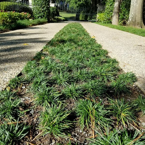 Dwarf Mondo Grass (Ophiopogon japonicus 'Nana'), a perennial featuring white flowers and arching, mounding form.
