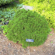Dwarf Mugo Pine