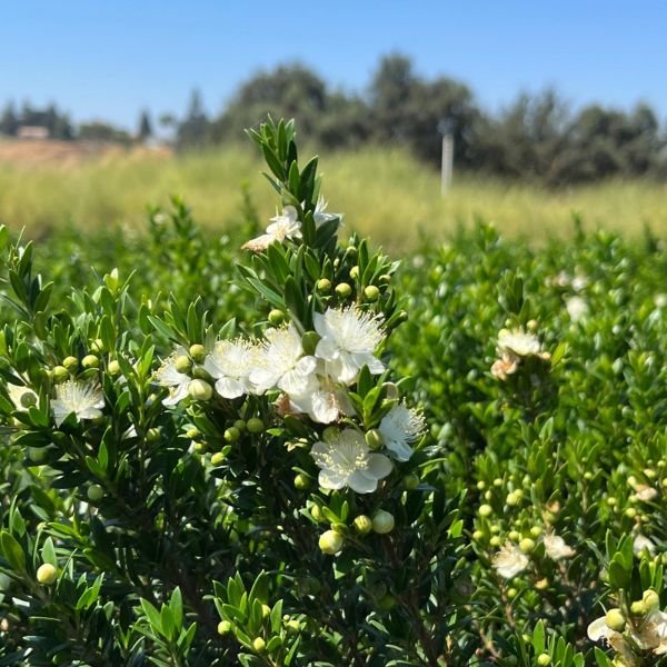 Dwarf Myrtle Shrub - Nature Hills Nursery - #5 Container - 