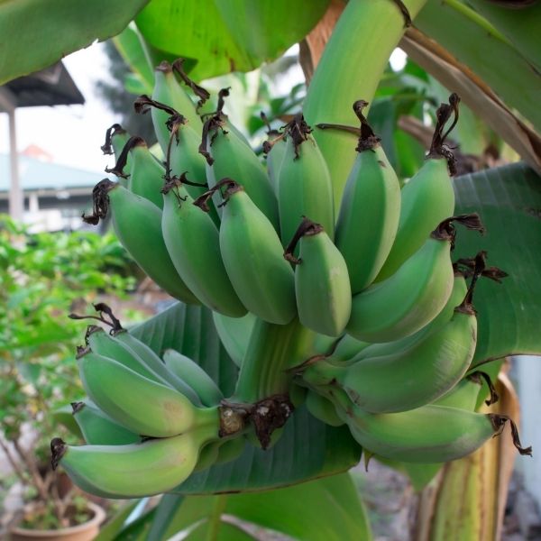Dwarf Nam Wah Banana Tree - Nature Hills Nursery - #5 Container - 