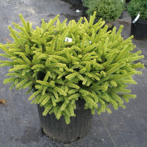Dwarf Norway Spruce (Picea abies 'Pumila'), a shrub featuring evergreen and pyramidal, rounded form.