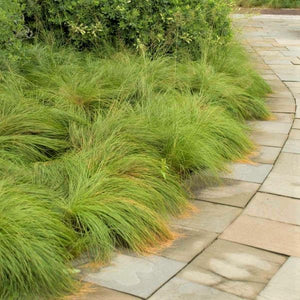 Dwarf Prairie Dropseed - Nature Hills Nursery - #1 Container - 