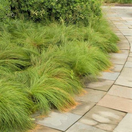 Dwarf Prairie Dropseed - Nature Hills Nursery - #1 Container - 