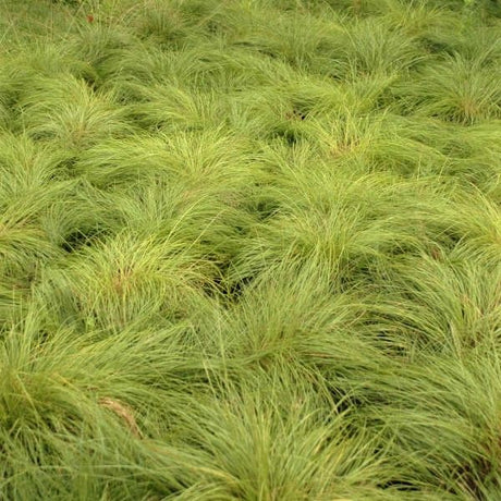 Dwarf Prairie Dropseed - Nature Hills Nursery - #1 Container - 