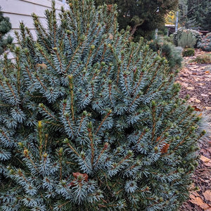 Dwarf Serbian Spruce - Nature Hills Nursery - #5 Container - 
