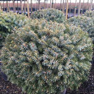 Dwarf Serbian Spruce - Nature Hills Nursery - #5 Container - 