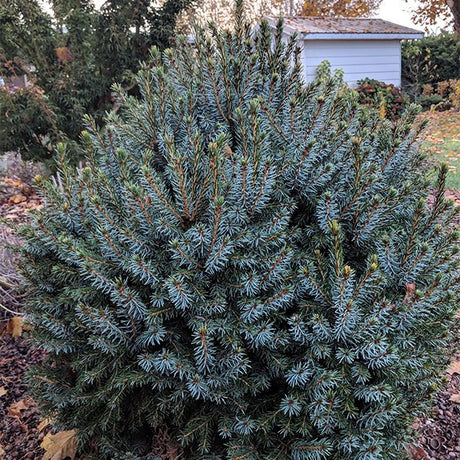 Dwarf Serbian Spruce - Nature Hills Nursery - #5 Container - 