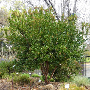 Dwarf Strawberry Tree - Nature Hills Nursery - #1 Container - 