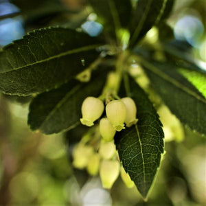 Dwarf Strawberry Tree - Nature Hills Nursery - #1 Container - 
