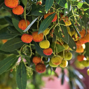 Dwarf Strawberry Tree - Nature Hills Nursery - #1 Container - 