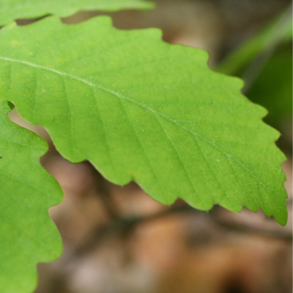 Dwarf Chestnut Oak Leaf