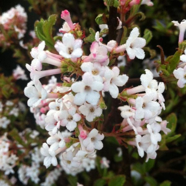 Dwarf Fragrant Viburnum Close Up Blooms