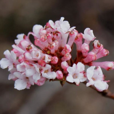 Dwarf Fragrant Viburnum Blooms