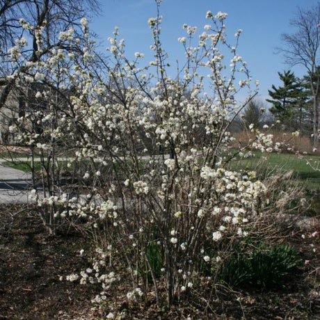 Dwarf Fragrant Viburnum Early Season