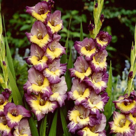 Dynamite Gladiolus - Nature Hills Nursery - 12 Pack Bulbs - 