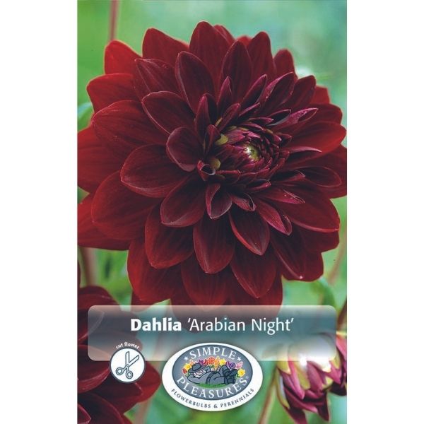 Dahlia Arabian Night