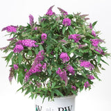 Pugster Periwinkle&reg; Butterfly Bush