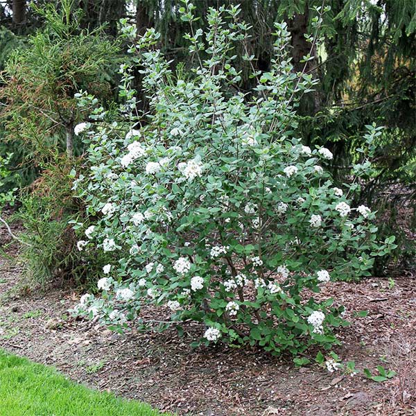 Burkwood Viburnum