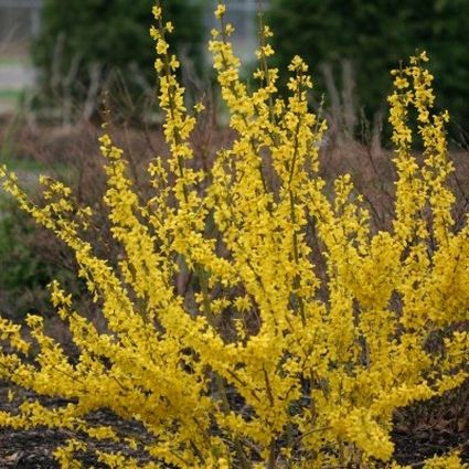 Show Off? Starlet Forsythia