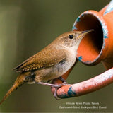 Audubon&reg; Native Quaking Aspen