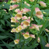 Goldcrest Foxglove