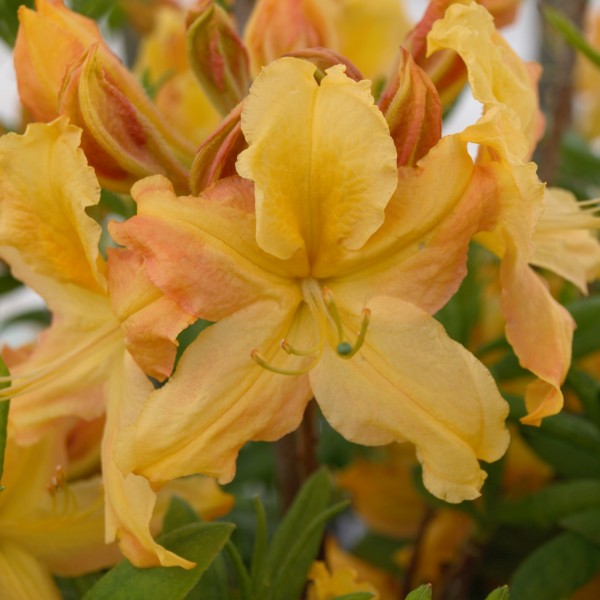 Golden Lights Azalea