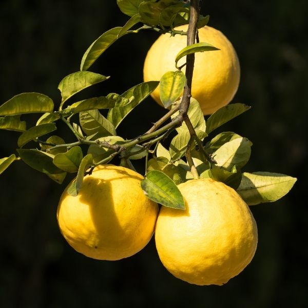 Ponderosa Lemon