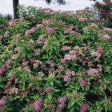 Dakota Goldcharm Spirea