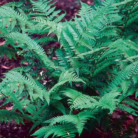 Lady Fern