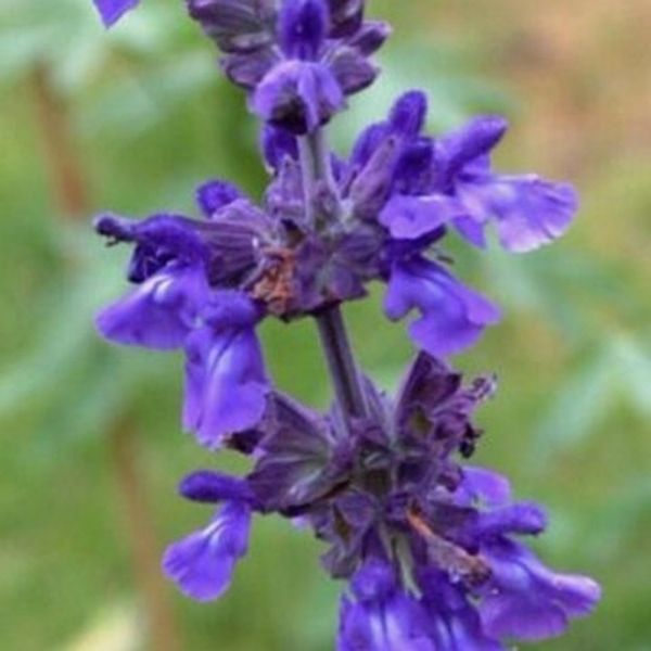 Mystic Spires Salvia