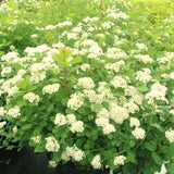 Tor Spirea