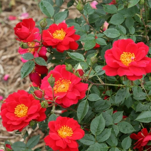 Oso Easy&reg; Urban Legend&reg; Shrub Rose