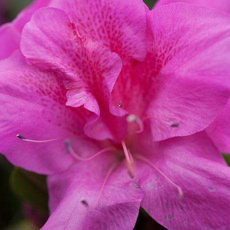 Bloom-A-Thon&reg; Lavender Reblooming Azalea
