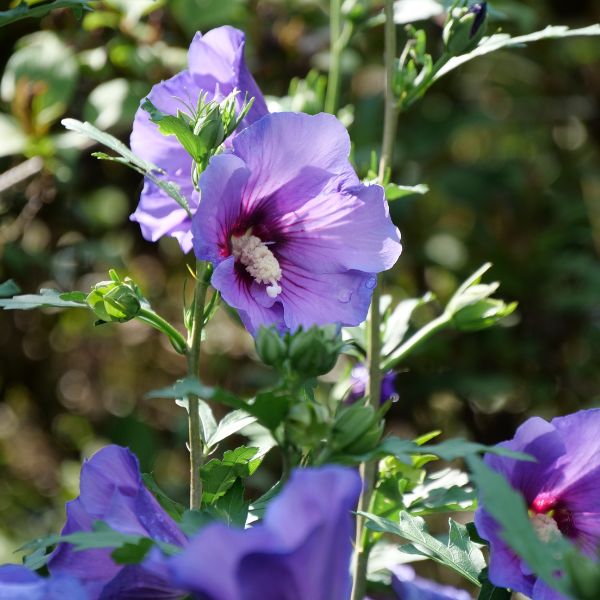 Paraplu Violet&reg; Rose of Sharon