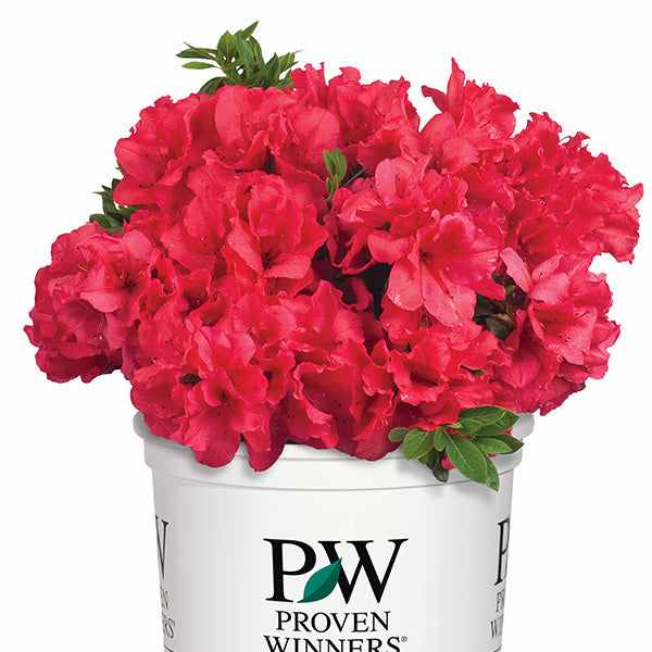 Bloom-A-Thon&reg; Red Reblooming Azalea